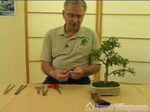 Nasıl Bonsai Ağaçlar Büyümeye: Bonsai Ağacı Bakımı İçin Gerekli Araçları