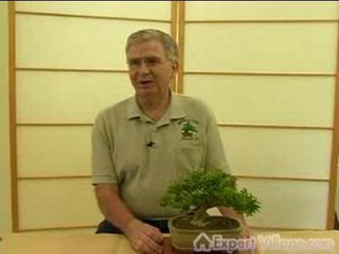 Nasıl Bonsai Ağaçlar Büyümeye: Sağlıklı Bonsai Ağaçlar Büyüyen İpuçları
