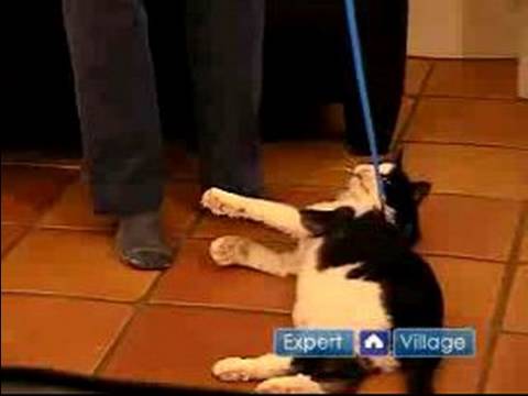 Tasması Olan Bir Kedi Yürümeyi Kedinizi Formda Ve Sağlıklı Tutmak : 