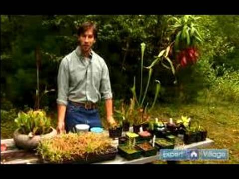 Anlayış Etçil Bitkiler: Besleme Etçil Bitkiler