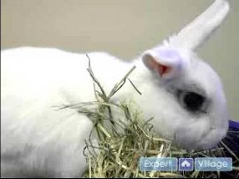 Evde Beslenen Hayvan Tavşan Bakımı: İşaretler Your Pet Tavşan Hasta Olduğu İçin