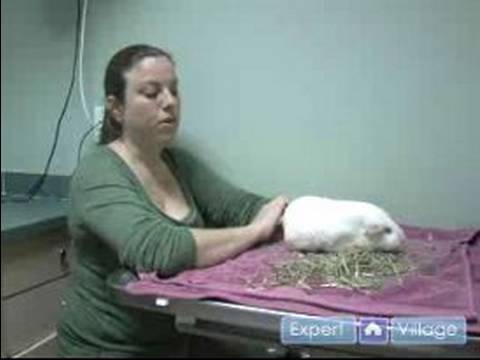 Kobay Bakım : Evcil Hayvan Kobay Olarak Ortak Sağlık Sorunları 