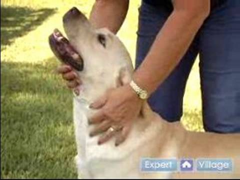 Köpek Bir Gösteri Köpek Hazırlayın : Göstermek İçin Bir Köpek Yüzüğü Ayarı 