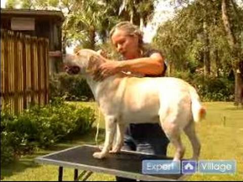 Köpek Gösterisi İçin : Bir Köpek Hazırlamak Bir Tablo Göstermek İçin Bir Köpek Tren 