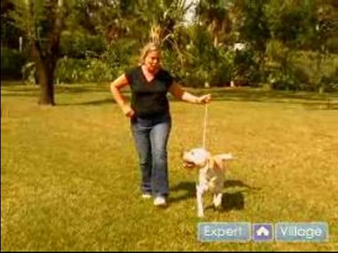 Köpek Gösterisi İçin : Bir Köpek Hazırlayın Köpek Gösterisi İçin Üçgen Desen Anlamak 