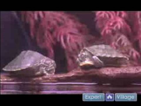 Nasıl Kaplumbağa Bakımı İçin Bir Evcil Hayvan Kaplumbağa Satın 