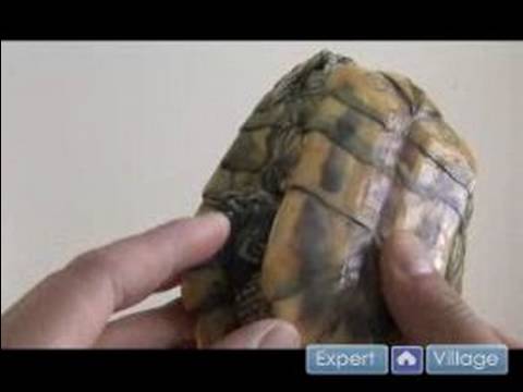Nasıl Kaplumbağalar İçin Bakım : Sağlıklı Bir Kaplumbağa Tanımlama 