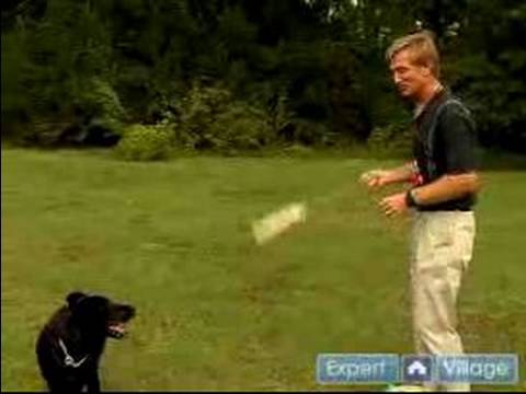 Tren Kuş Avlamayı Köpek : Antrenman Sonrasında Kuş Köpek Çalma Süresi Tanıtmak 