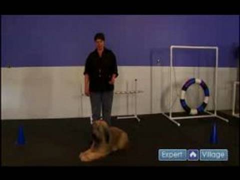 Bir Köpek Eğitmek İçin Nasıl Bir Tasma İle Yürümek İçin Bir Köpek Eğitmek İçin Nasıl 
