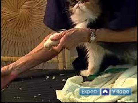 Nasıl Bir Kedi Damat: Nasıl Senin Cats Çivi Boya İçin