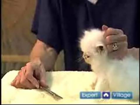 Nasıl Damat Bir Kedi İçin Bir Banyodan Sonra Bir Kedi Tutmayı Öğren 