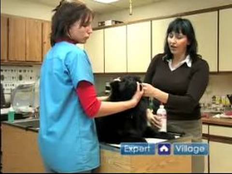 Acil Köpek Sağlık: Köpek Kulak Enfeksiyonları Tedavisi Nasıl