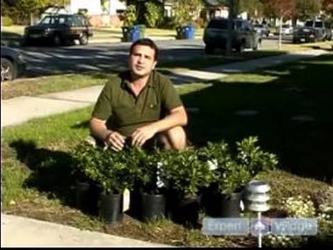 Nasıl Azaleas Bakımı: Açelya Bitki Kökleri Gevşeterek Tarafından Prepping