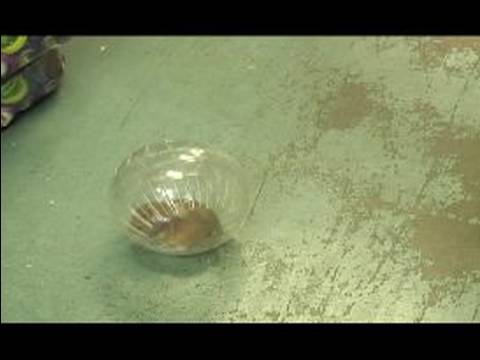 Hamster Tutan Bir Tank Yapmak : Bir Hamster İçin Çalışma Konusunda Topu Toplama 