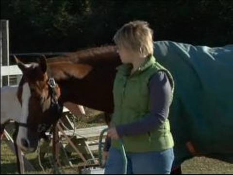 Nasıl Düzgün Senin At Kurşun: Çok Fazla İp İle Bir At Önde Gelen