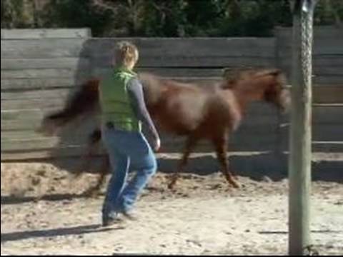 Atını Hamle İçin Tren Nasıl Ücretsiz Bir Eşkin At Hamle Nasıl 