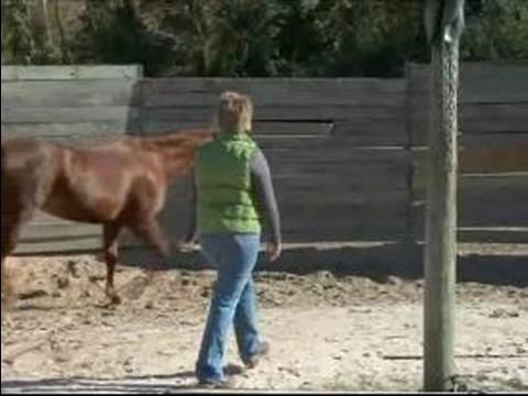 Atını Hamle İçin Nasıl Tren : Ücretsiz Yumruk At Nasıl Durdurulur 