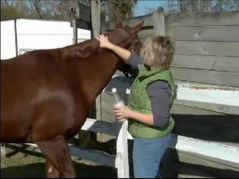 Damat Bir At Nasıl Bir At Kat Saç Kremi Nasıl Uygulanır 