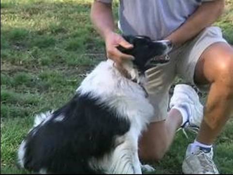 Hayvan Sürüsü İpuçları Border Collie Cinsi Köpek : Hava Durumu Nasıl Etkiler Collie İçin Çobanlık 