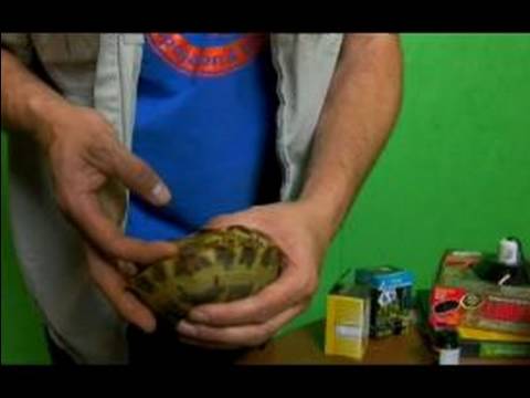 Rus Tortioses Sürüngenler Hakkında:: Seks Ve Rus Kaplumbağa Islahı