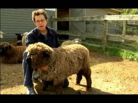 Anlama Ve Koyun Yetiştirme: Neden İnsanlar Koyun Yükseltmek