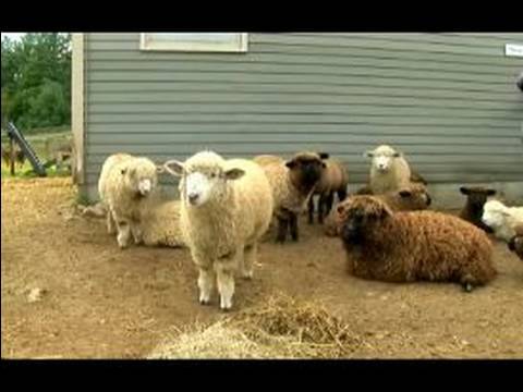Anlayış Ve Koyun Yetiştirme: Koyun Gerçekler