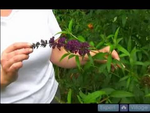 Büyümek Ve Çok Yıllık Bitkiler İçin Bakım Nasıl : Kelebek Bush Büyümek Nasıl 