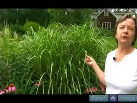 Büyümek Ve Çok Yıllık Bitkiler İçin Bakım Nasıl : Zebra Çim Büyümek Nasıl 