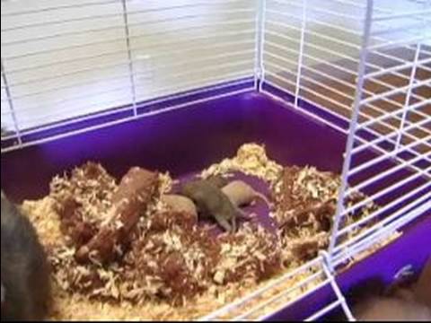 Evde Beslenen Hayvan İri Fare Kaygı: Üreme Evde Beslenen Hayvan Rats