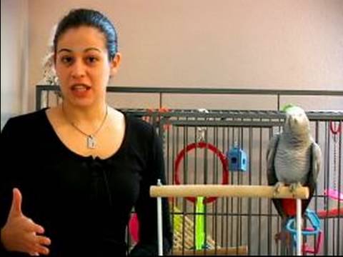 Papağan Eğitmek İçin Nasıl : Bir Lazımlık Parrot Tren Nasıl 