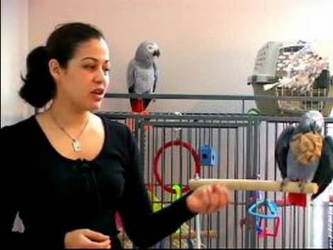 Papağan Eğitmek İçin Nasıl : Gözlemler İle Papağan Eğitmek İçin Nasıl 