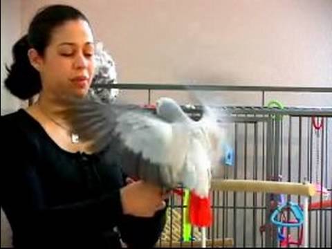 Papağan Eğitmek İçin Nasıl : Isırma Durdurmak İçin Papağan Tren Nasıl 