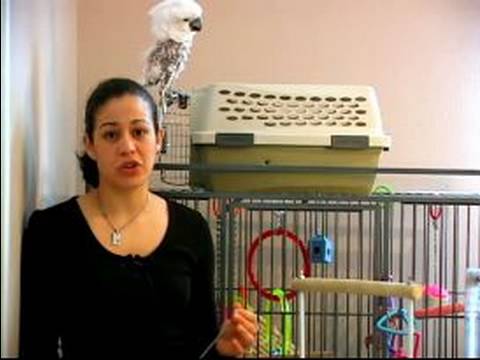 Papağan Eğitmek İçin Nasıl : Papağan Cezalandırmak Önlemek İçin Neden 