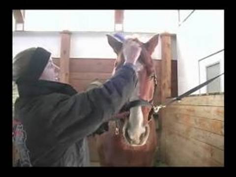 Damat Bir At Nasıl Bir At Yele Fırça Nasıl 