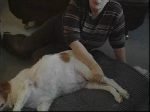 Köpek Masaj İpuçları Ve Teknikleri: Bir Köpeğin Arka Bacakları Nasıl Masaj