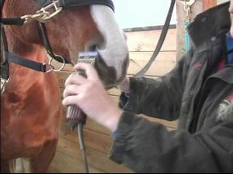 Bir At Klibi İçin Nasıl : Bir Atın Namlu Klip Nasıl 
