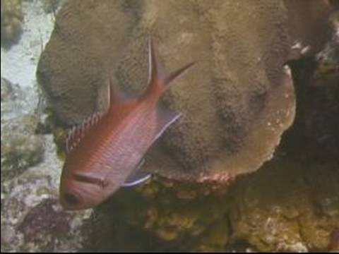 Blackbar Soldierfish Tanımlamak İçin Nasıl Tüplü Dalış İpuçları: Karayipler Balık Tanımlama : 