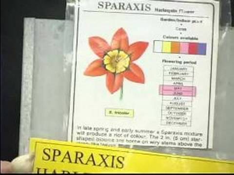 Güney Afrika Çiçek Soğanı : Egzotik Çiçek Soğanı Sparaxis 
