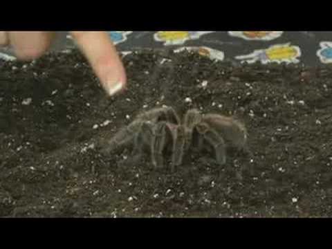 Evde Beslenen Hayvan Tarantula Bakım: İşleme Zehirli Örümcekler