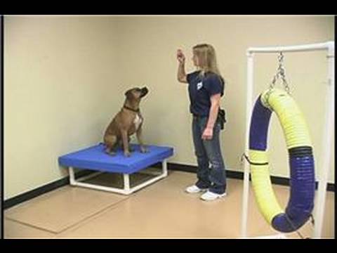 Köpek Çeviklik Egzersizleri: Köpek Çeviklik Eğitim: Arka Çapraz