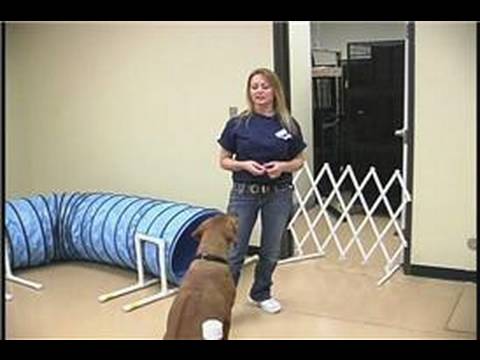 Köpek Çeviklik Egzersizleri: Köpek Çeviklik Eğitim: Atlama Masası