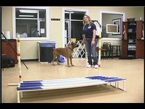Köpek Çeviklik Egzersizleri: Köpek Çeviklik Eğitim: Geniş Atlama