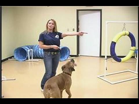 Köpek Çeviklik Egzersizleri: Köpek Çeviklik Eğitim: Ön Çapraz