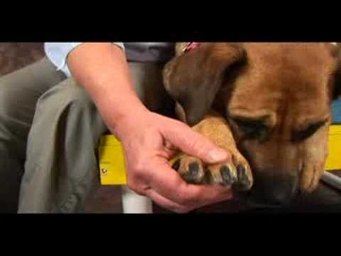 Köpek Bilek Artrit İçin Akupunktur : Bilek Artrit İçin Köpek Akupunktur: Center Rush