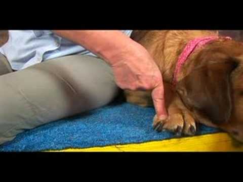 Köpek Bilek Artrit İçin Akupunktur : Bilek Artrit İçin Köpek Akupunktur: Küçük Mart