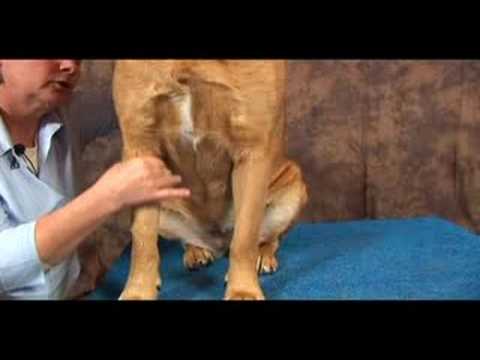 Köpek Bilek Artrit İçin Akupunktur : Bilek Artrit İçin Köpek Masaj: Bacak