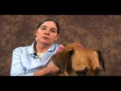 Köpek Bilek Artrit İçin Akupunktur : Köpek Akupunktur Faydaları