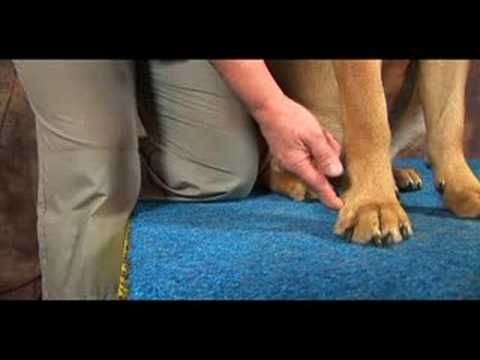 Köpek Bilek Artrit İçin Akupunktur : Köpek Bilek Artrit İçin Akupunktur: Geri Creek