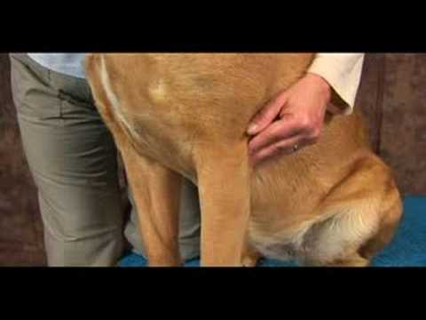 Köpek Bilek Artrit İçin Akupunktur : Köpek Bilek Artrit İçin Akupunktur: İnce Bağırsak Deniz
