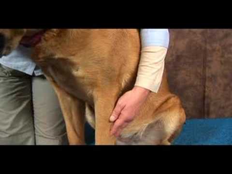 Köpek Bilek Artrit İçin Akupunktur : Köpek Bilek Artrit İçin Akupunktur: Kalp Şube 